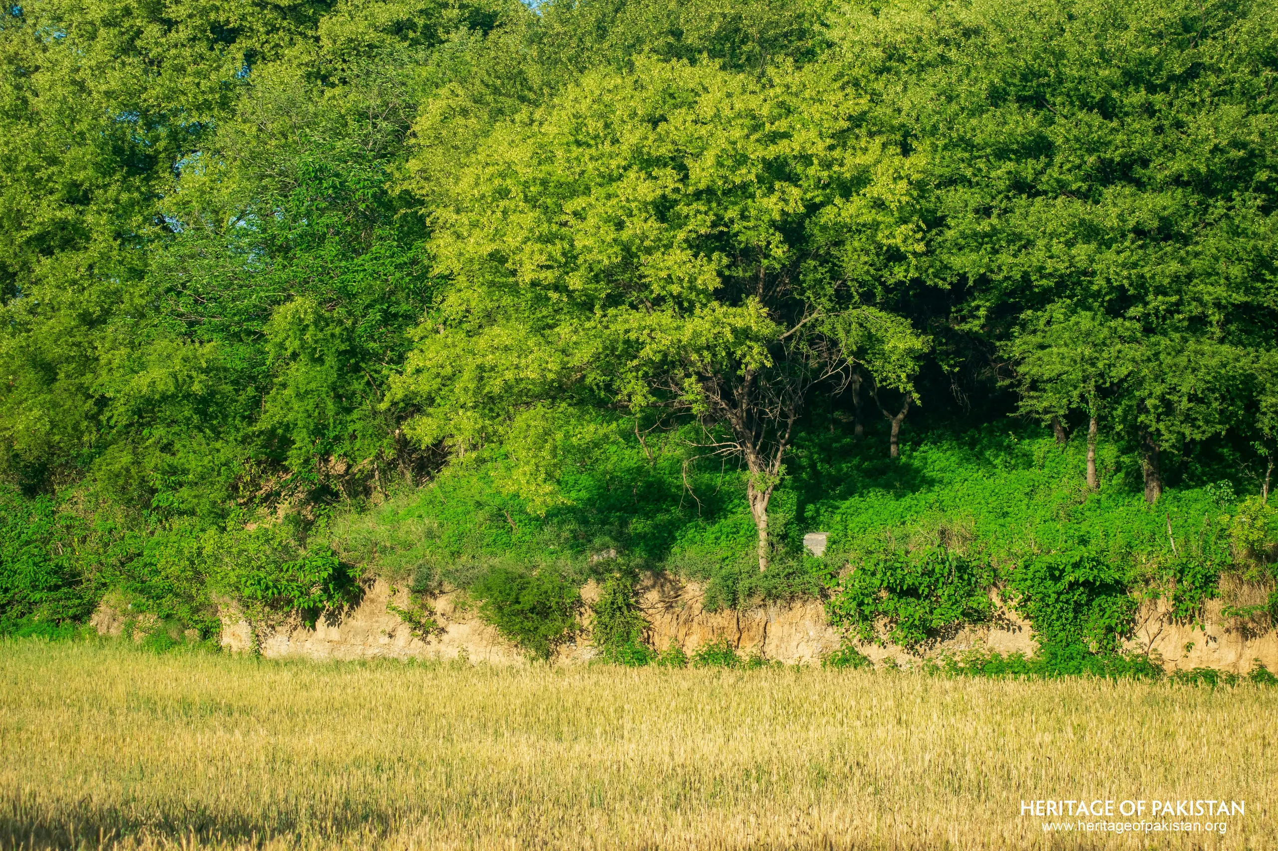 Dharmarajika Stupa Taxila