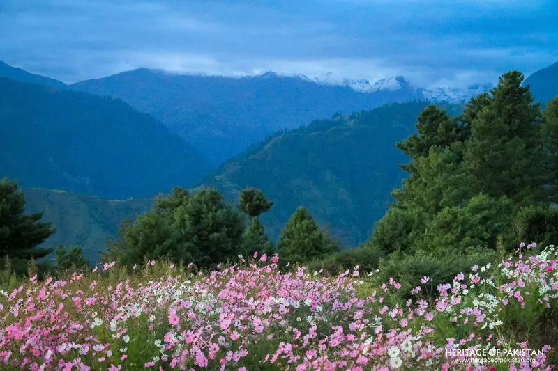 Shogran
