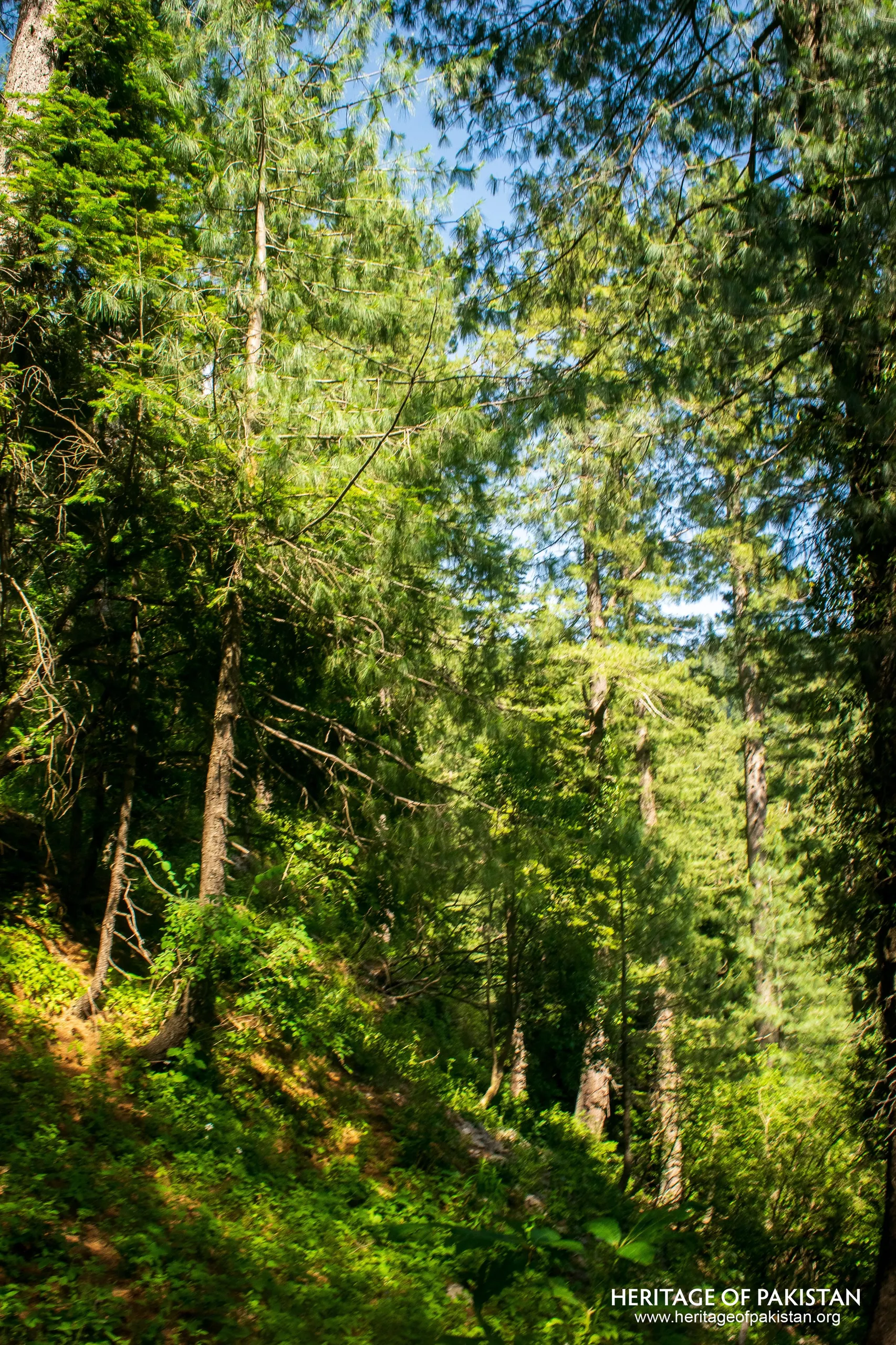 Ayubia National Park