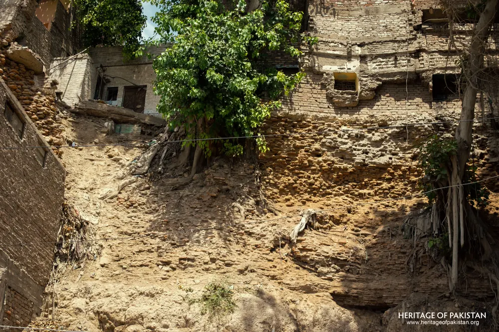 Eroded earthen slope of Pakka Qila's wall with a tree growing from the rubble