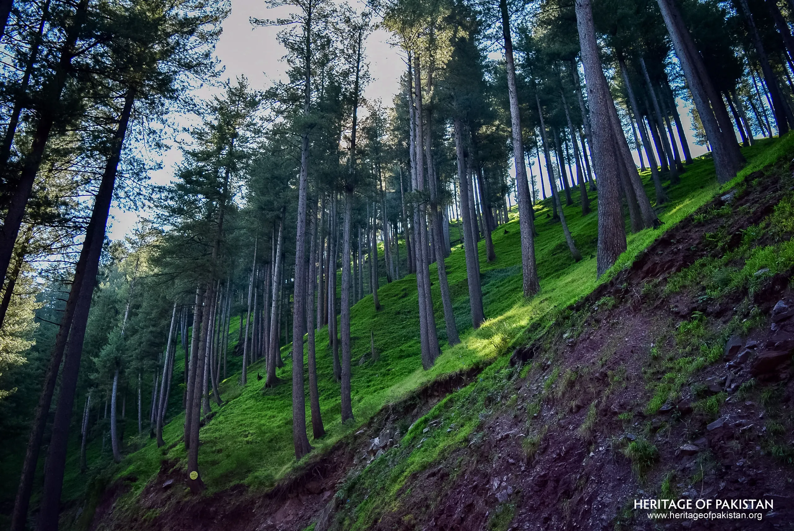 Shogran