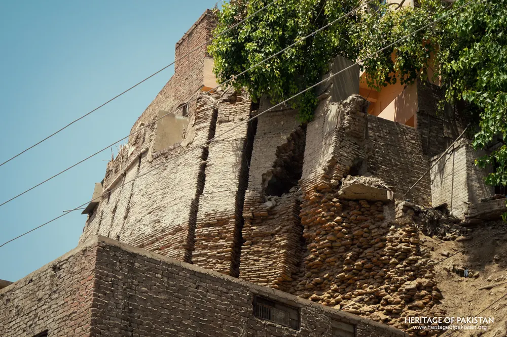 Ruined upper corner of Pakka Qila's wall with a tree growing from a breach